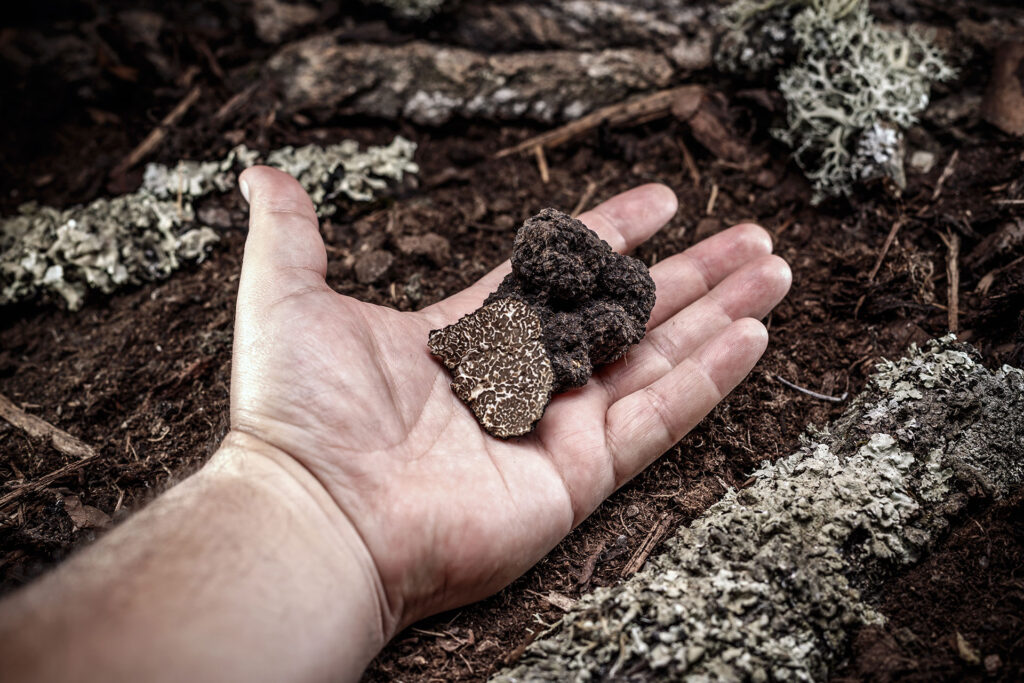 Caccia al tartufo in Umbria