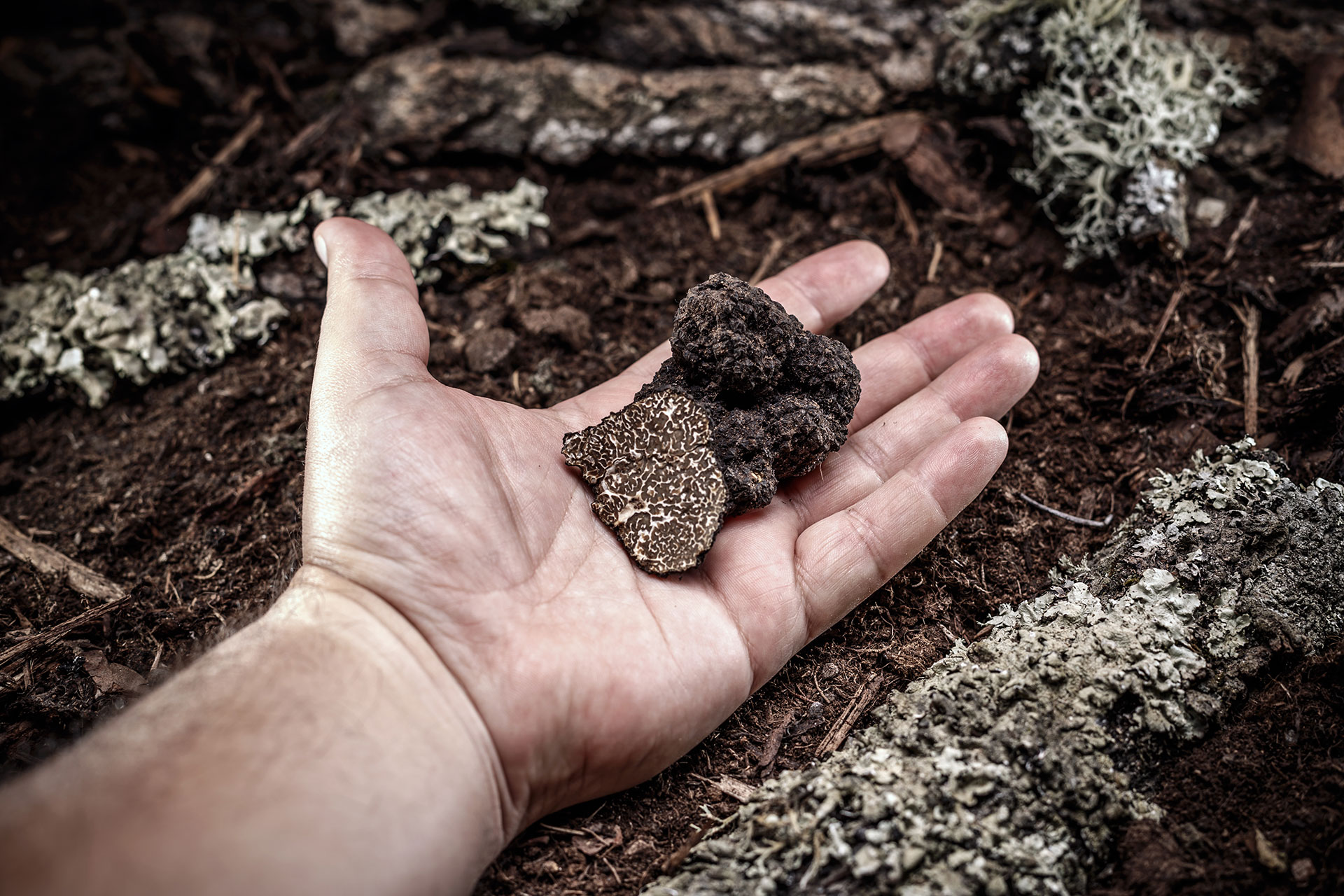 Caccia al Tartufo