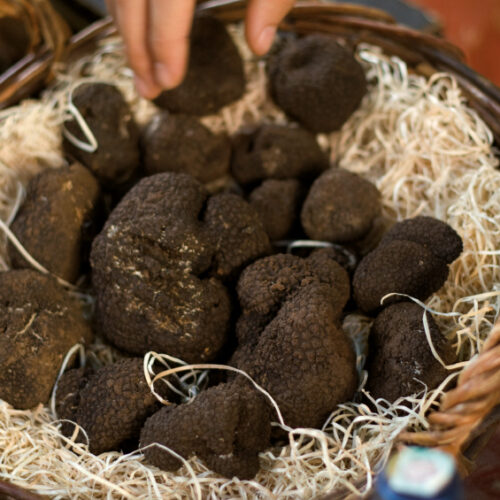 cacciatartufo3