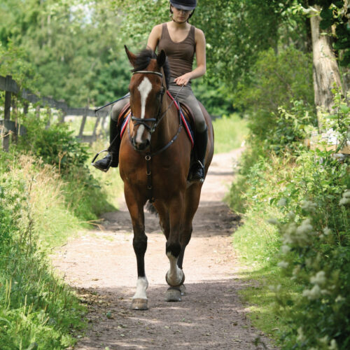 cavallo3