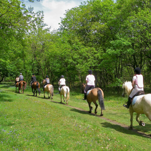 cavallo4
